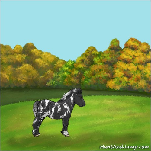 Horse Color:White Spotted Black 