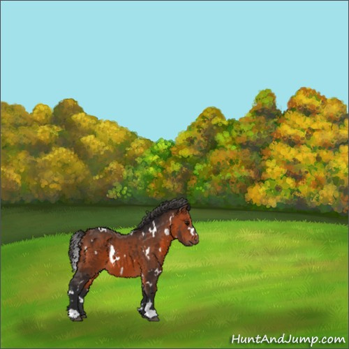 Horse Color:White Spotted Bay 