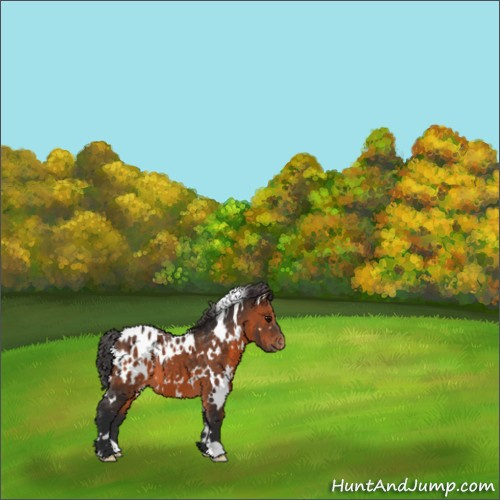 Horse Color:White Spotted Brown Appaloosa 