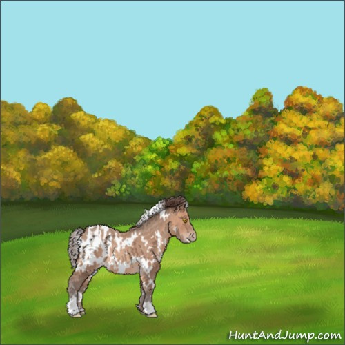 Horse Color:White Spotted Sable Champagne Appaloosa 
