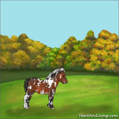Horse Color:White Spotted Brown 