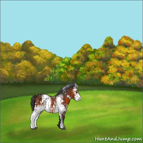 Horse Color:White Spotted Bay 