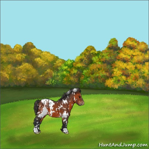 Horse Color:White Spotted Bay Appaloosa 