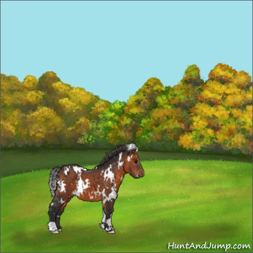 Horse Color:White Spotted Brown 