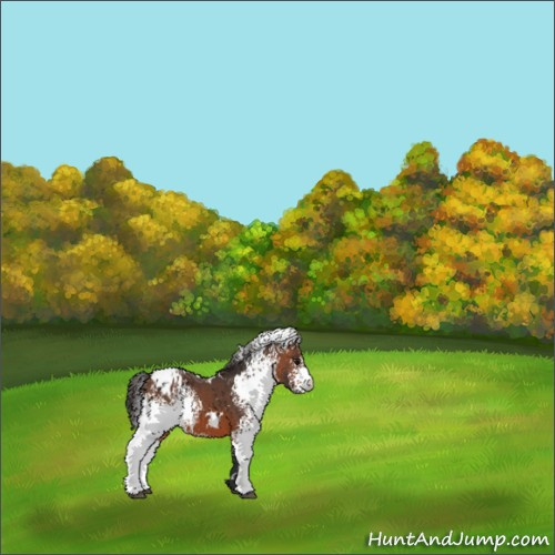 Horse Color:White Spotted Brown Appaloosa 