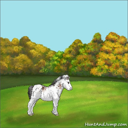 Horse Color:White Spotted Brown Appaloosa 