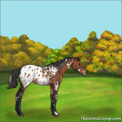 Horse Color:White Spotted Brown Appaloosa 