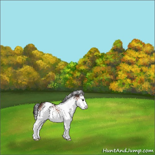 Horse Color:White Spotted Brown 