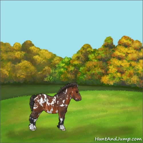 Horse Color:White Spotted Bay 