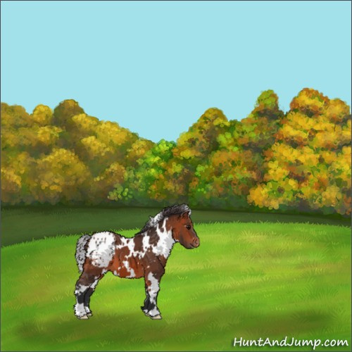 Horse Color:White Spotted Bay Appaloosa 