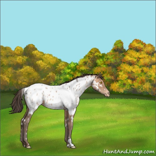Horse Color:White Spotted Sable Champagne Appaloosa 
