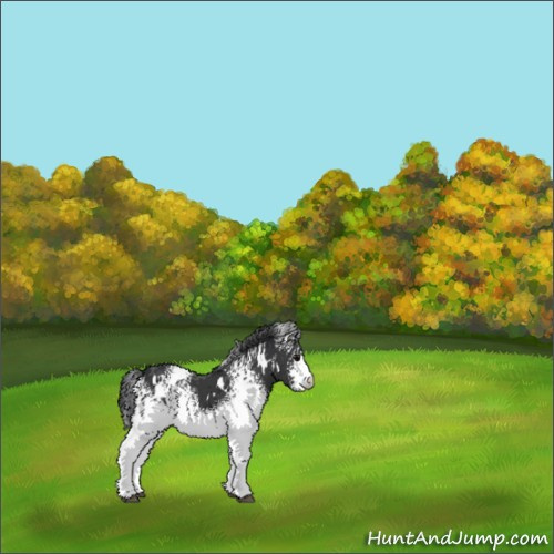 Horse Color:White Spotted Black 