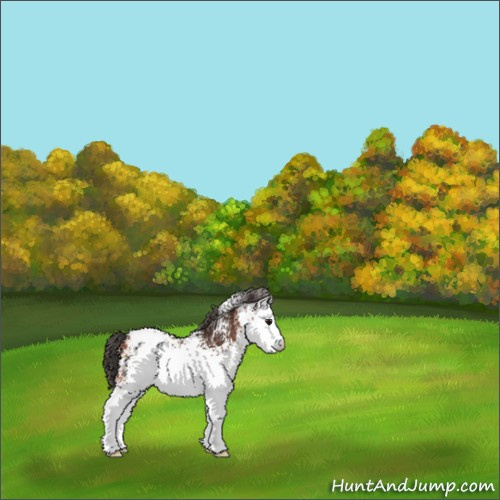 Horse Color:White Spotted Bay Appaloosa 