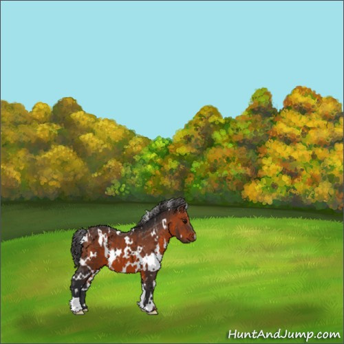 Horse Color:White Spotted Brown 