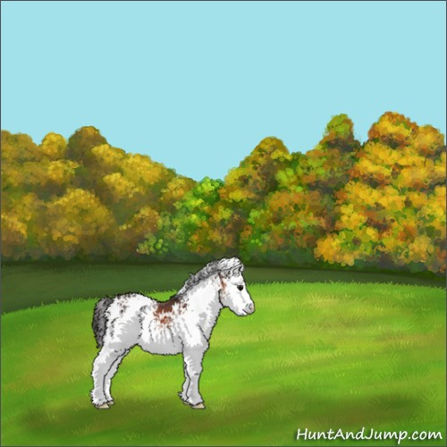 Horse Color:White Spotted Brown Appaloosa 