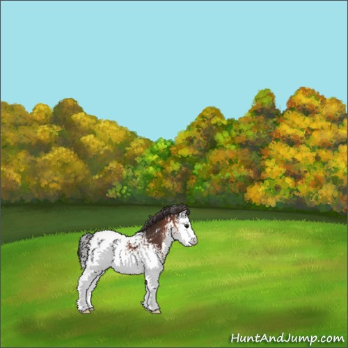 Horse Color:White Spotted Bay Appaloosa 