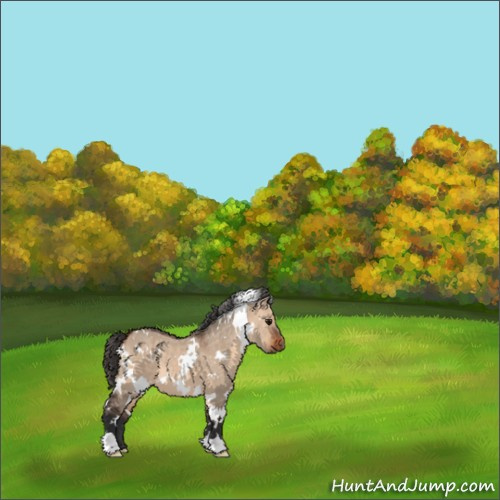 Horse Color:White Spotted Bay Dun 