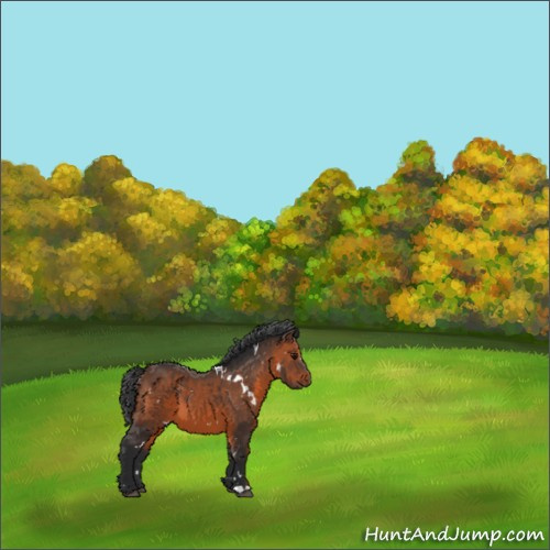 Horse Color:White Spotted Brown 