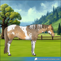 Horse Color:White Spotted Buckskin Tobiano Appaloosa 