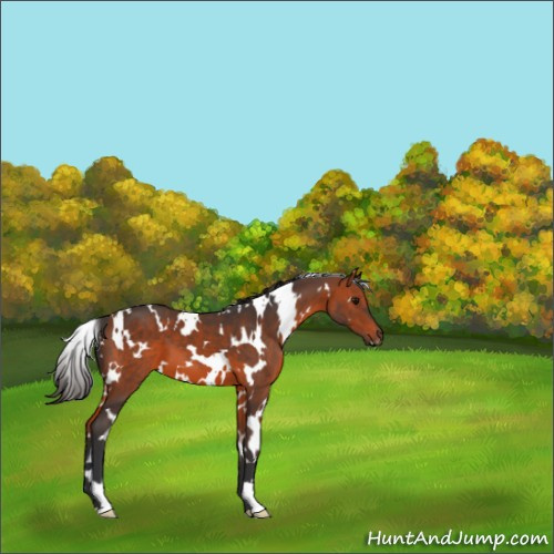 Horse Color:White Spotted Bay 