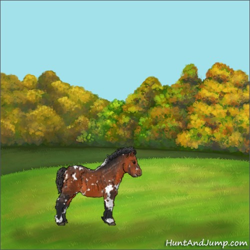 Horse Color:White Spotted Bay 