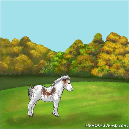 Horse Color:White Spotted Bay Appaloosa 