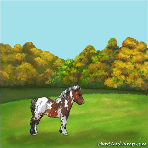 Horse Color:White Spotted Bay Appaloosa 