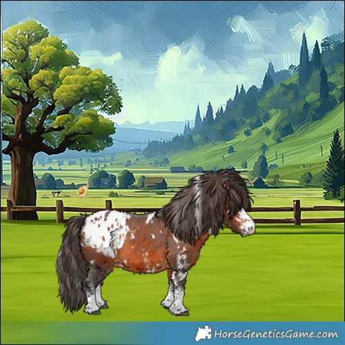 Horse Color:White Spotted Bay Appaloosa