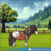 Horse Color:White Spotted Bay Appaloosa 