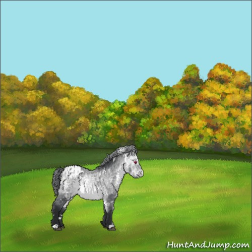 Horse Color:White Spotted Bay Chinchilla Appaloosa 