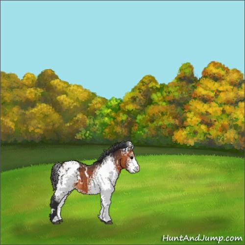 Horse Color:White Spotted Bay Appaloosa 