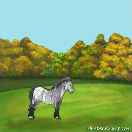 Horse Color:White Spotted Bay Chinchilla Appaloosa 