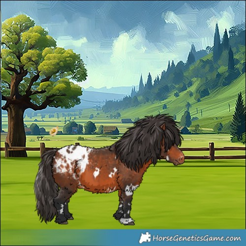 Horse Color:White Spotted Bay Appaloosa 