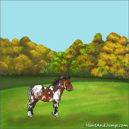 Horse Color:White Spotted Bay Appaloosa 