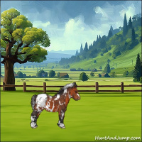 Horse Color:White Spotted Bay Appaloosa 