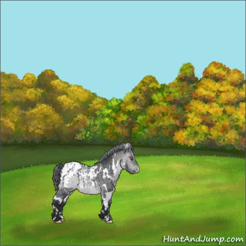 Horse Color:White Spotted Bay Chinchilla Appaloosa 