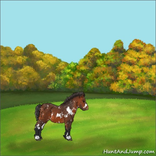 Horse Color:White Spotted Bay Appaloosa 