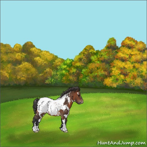 Horse Color:White Spotted Brown Appaloosa 