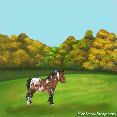 Horse Color:White Spotted Bay Appaloosa 