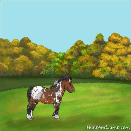 Horse Color:White Spotted Bay Appaloosa 