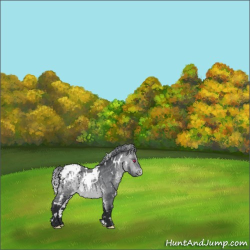 Horse Color:White Spotted Bay Chinchilla Appaloosa 