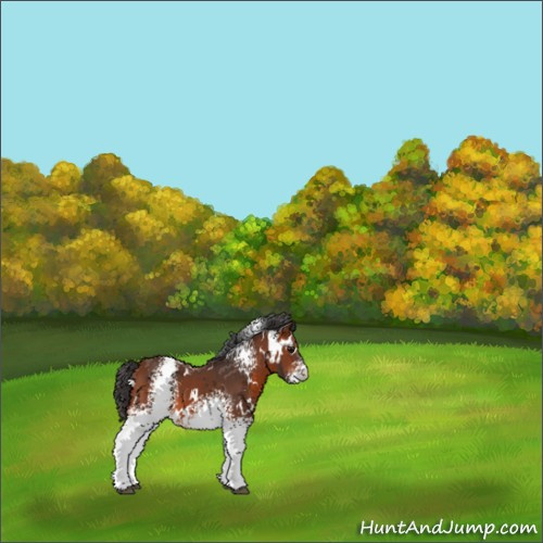 Horse Color:White Spotted Bay 