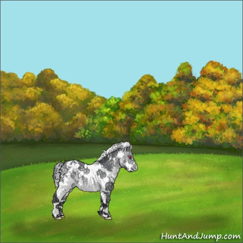 Horse Color:White Spotted Brown Chinchilla Appaloosa 
