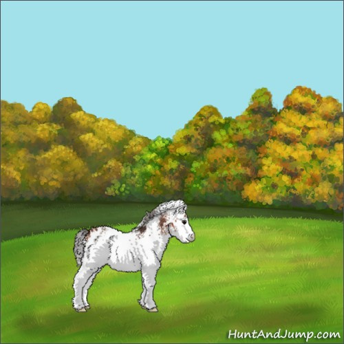 Horse Color:White Spotted Bay Appaloosa 