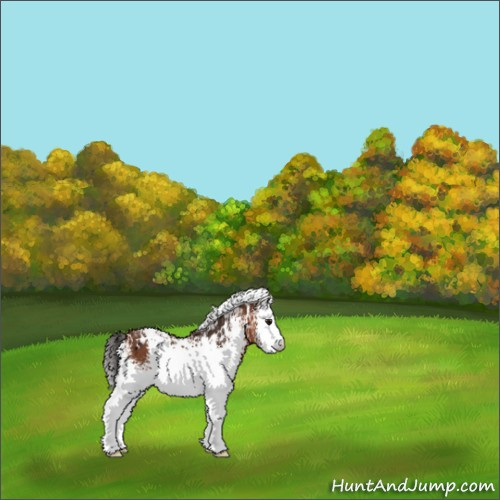 Horse Color:White Spotted Bay 