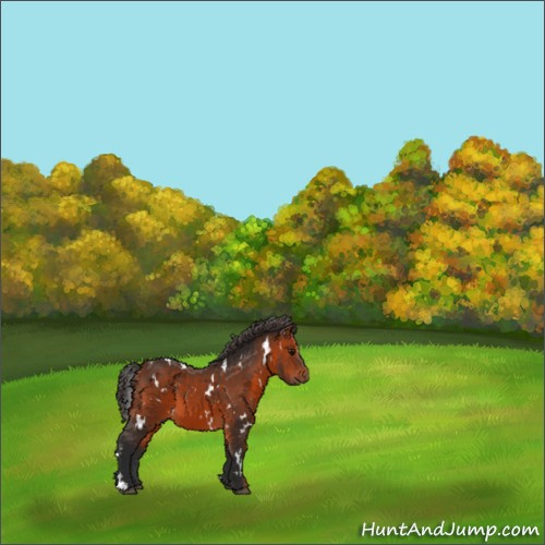 Horse Color:White Spotted Bay 