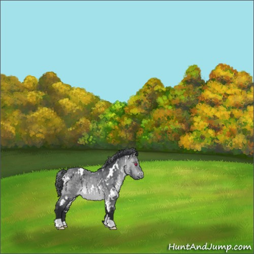 Horse Color:White Spotted Bay Chinchilla 