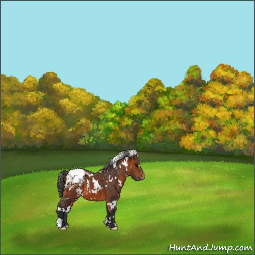 Horse Color:White Spotted Bay Appaloosa 