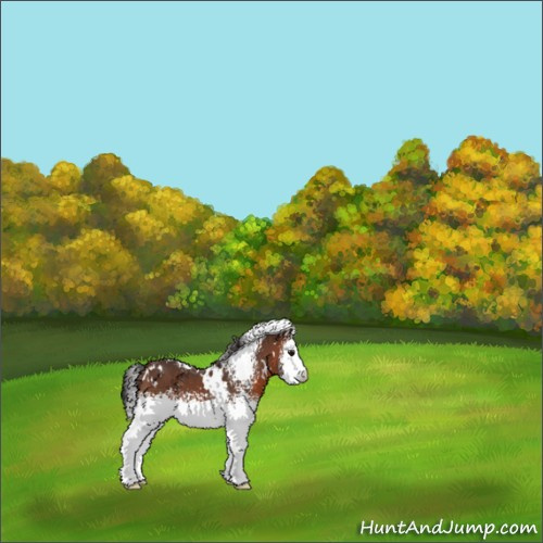 Horse Color:White Spotted Brown 