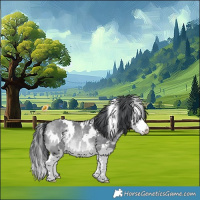 Horse Color:White Spotted Bay Chinchilla Splash 